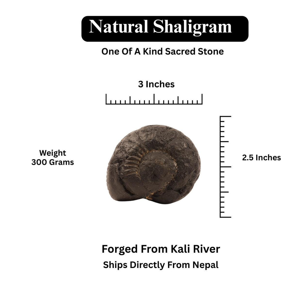 Krishna Sudarshana Chakra Shaligram, Premium Collector Quality Shaligrama From Nepal
