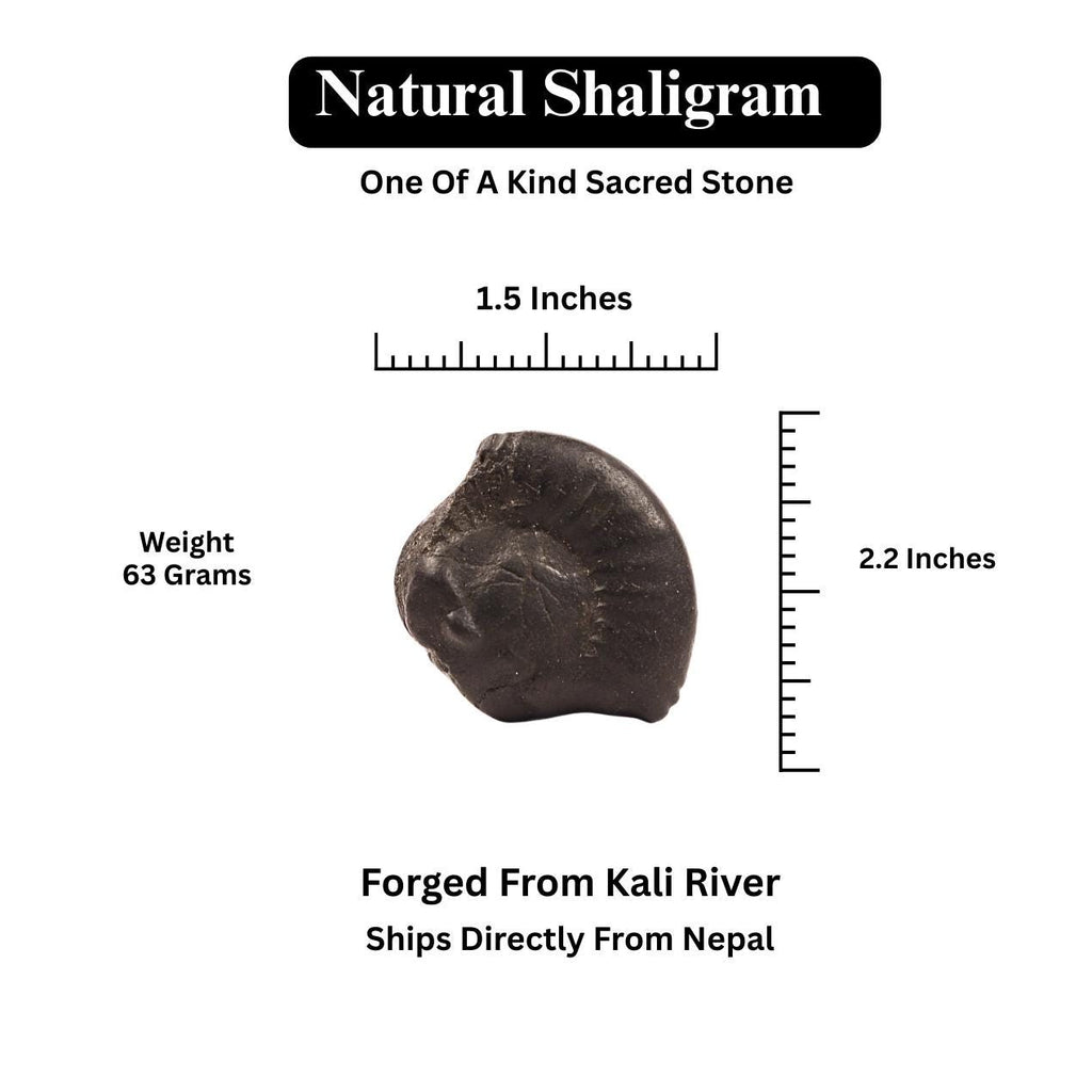 Nara-Simha Shaligram | Lion Head Shaligram represents Fearless Strength