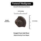 Nara-Simha Shaligram | Lion Head Shaligram represents Fearless Strength