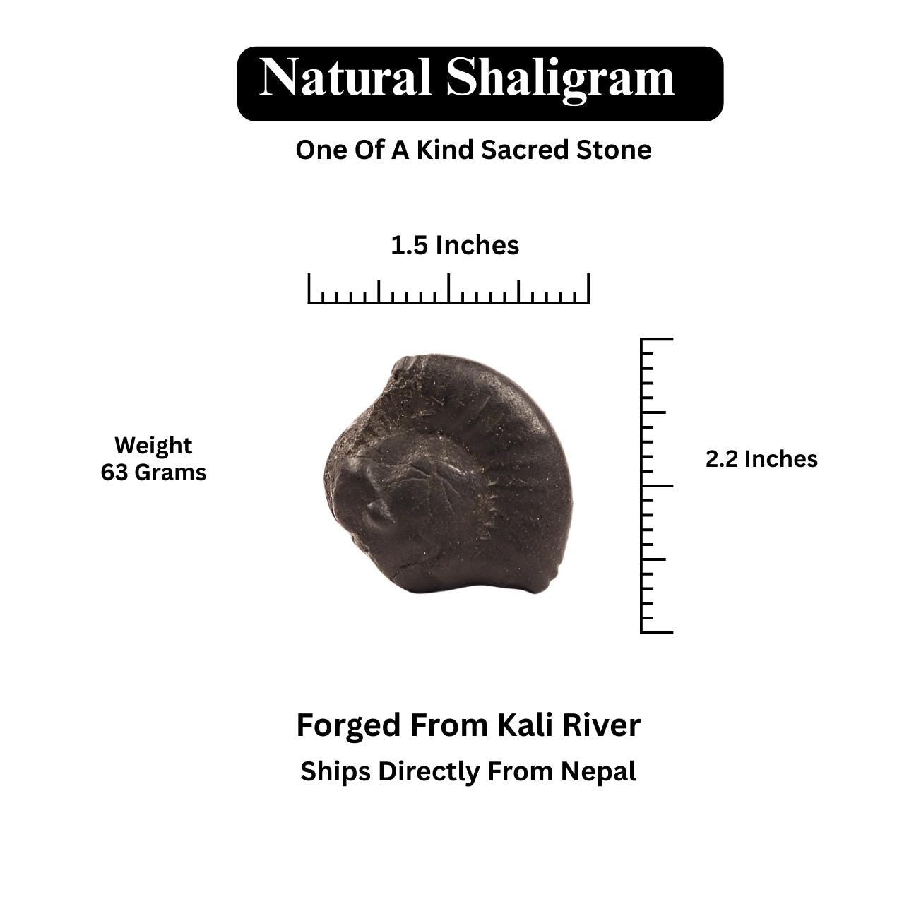 Nara-Simha Shaligram | Lion Head Shaligram represents Fearless Strength