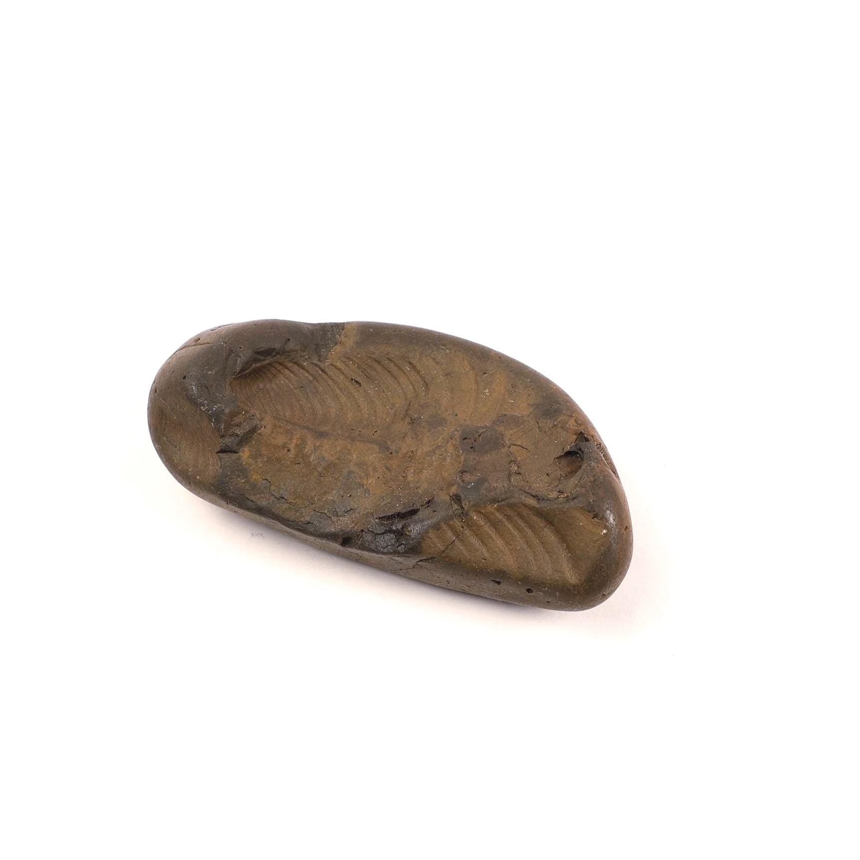 Krishna's FootPrint Shaligram, Natural Footprint Formation Shaligram Fossil, Must Have Shaligrama For Krishna Temple