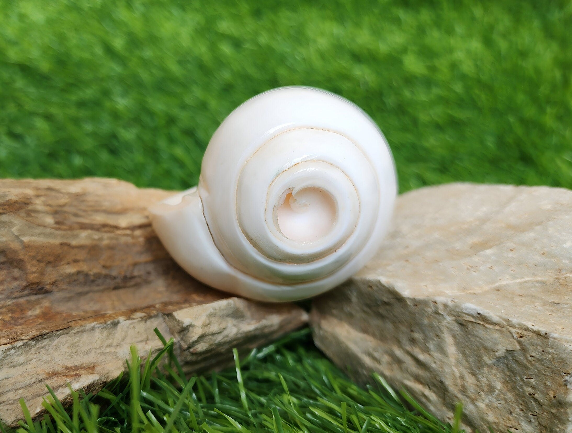 Small Conch Shell For Ritual Offering