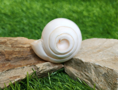 Small Conch Shell For Ritual Offering