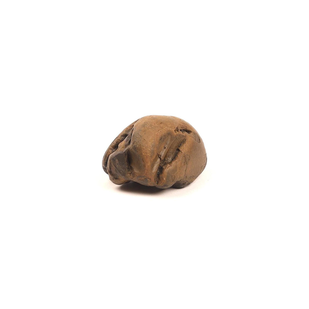 Red Golden Shaligram, Sacred Fossil From Kali Gandaki Nepal, Free Gifts Included