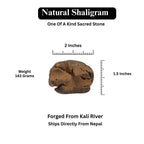 Red Golden Shaligram, Sacred Fossil From Kali Gandaki Nepal, Free Gifts Included