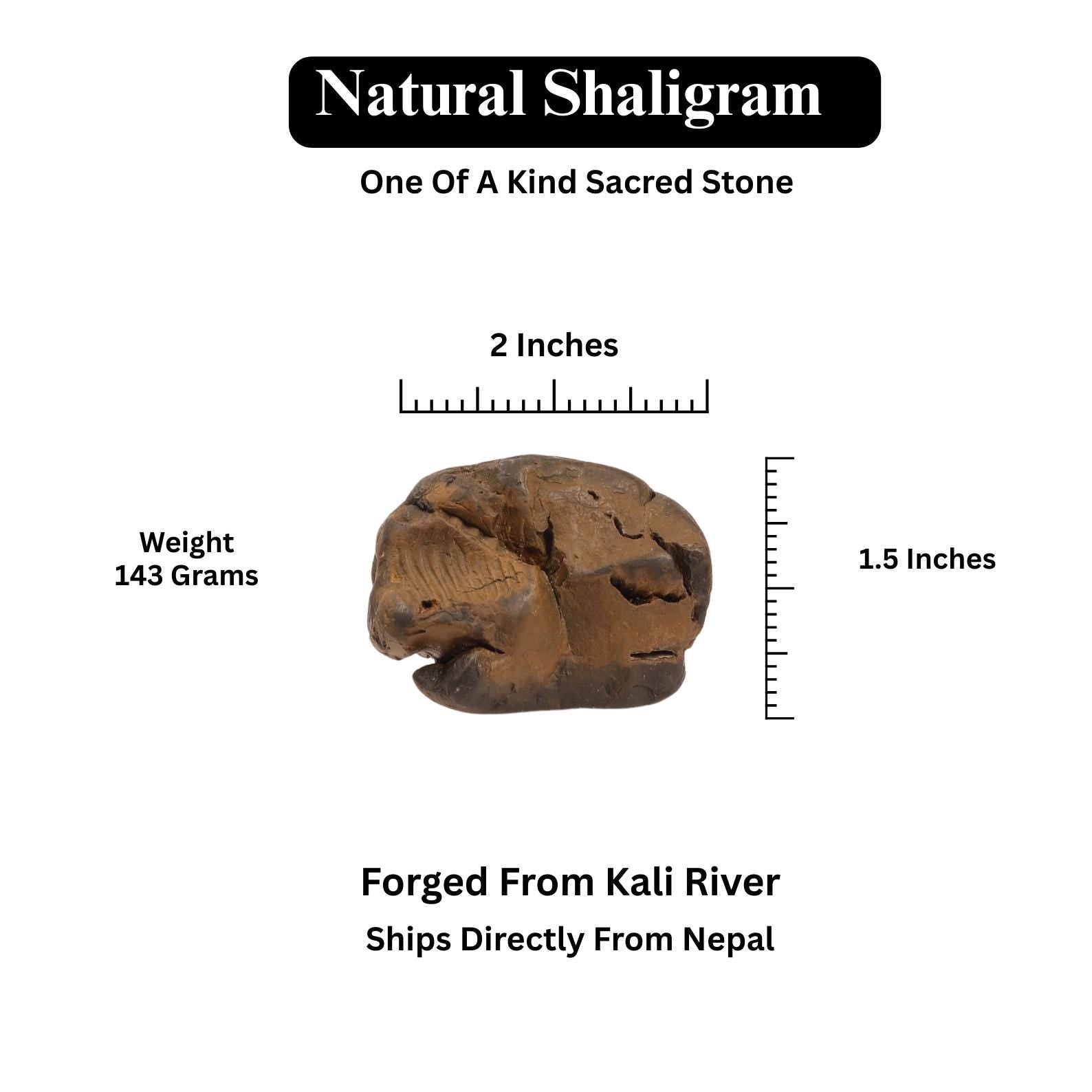 Red Golden Shaligram, Sacred Fossil From Kali Gandaki Nepal, Free Gifts Included