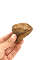Certified Earth Toned Golden Shaligram