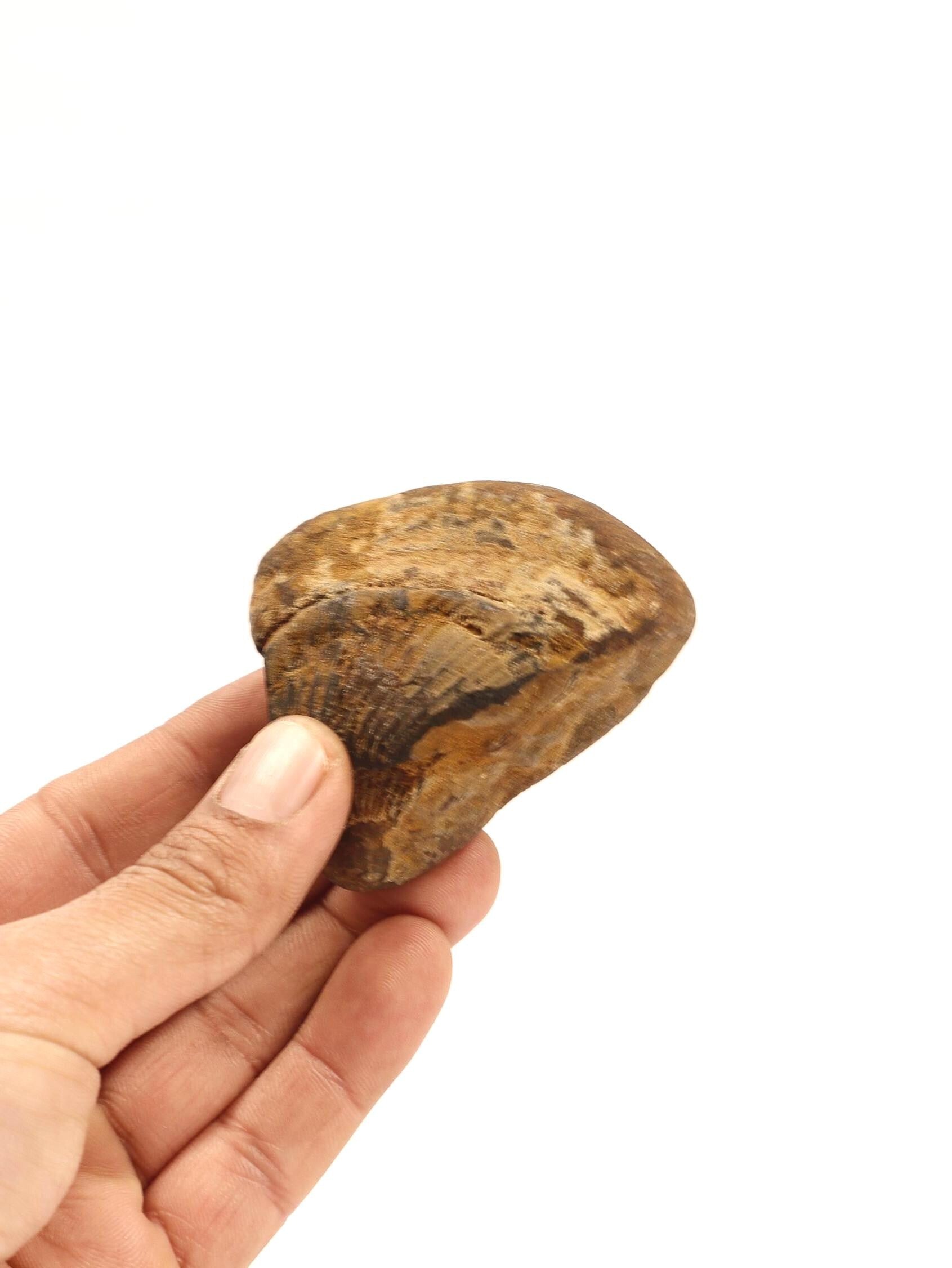 Certified Earth Toned Golden Shaligram
