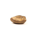 Certified Earth Toned Golden Shaligram