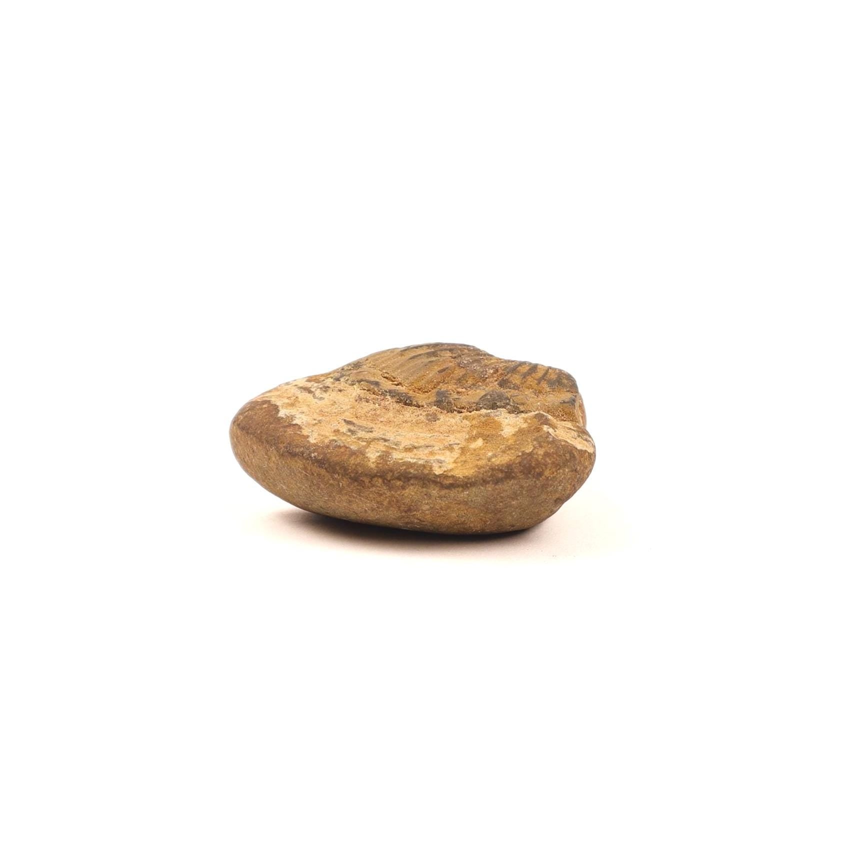 Certified Earth Toned Golden Shaligram