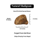 Certified Earth Toned Golden Shaligram