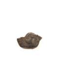 Ancient Shaligram Fossils, From the Land of Himalayas |