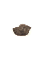 Ancient Shaligram Fossils, From the Land of Himalayas |