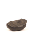 Ancient Shaligram Fossils, From the Land of Himalayas |