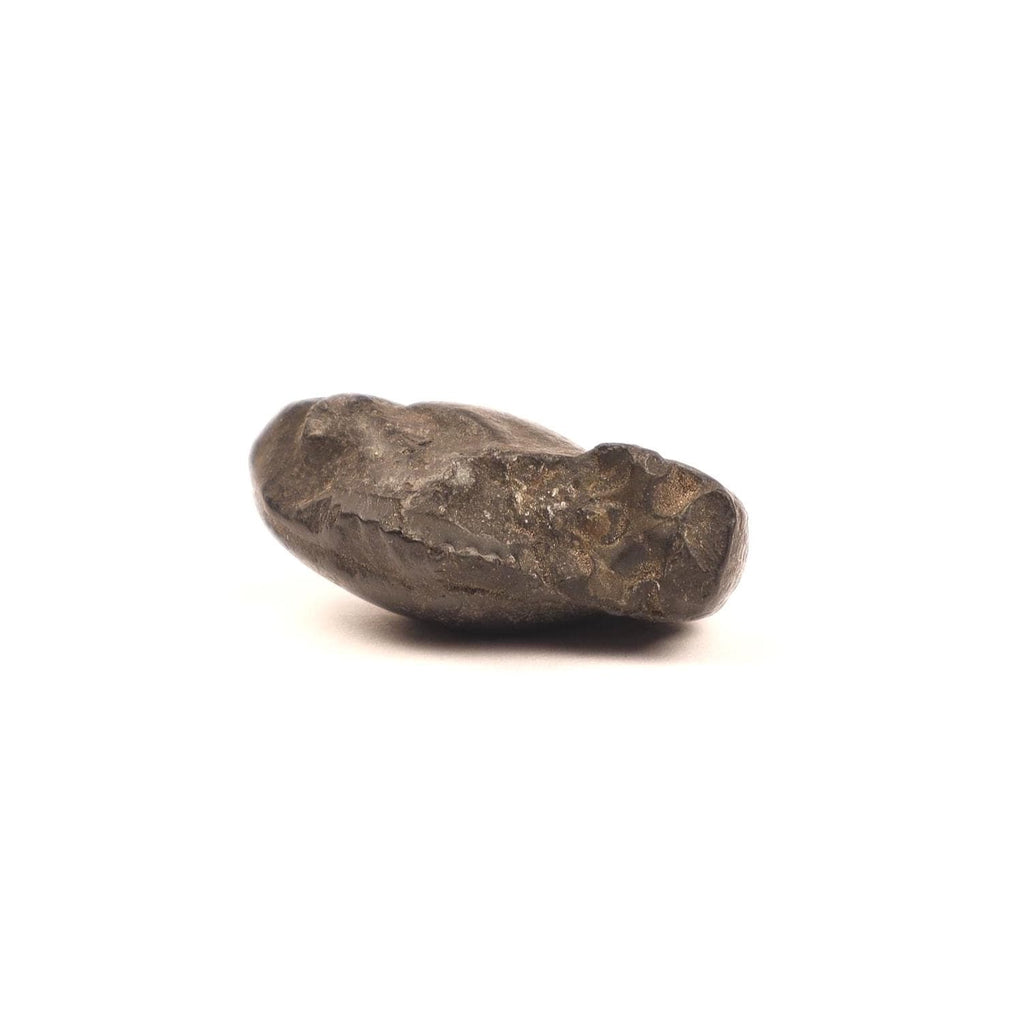 Ancient Shaligram Fossils, From the Land of Himalayas |