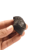 Ancient Shaligram Fossils, From the Land of Himalayas |