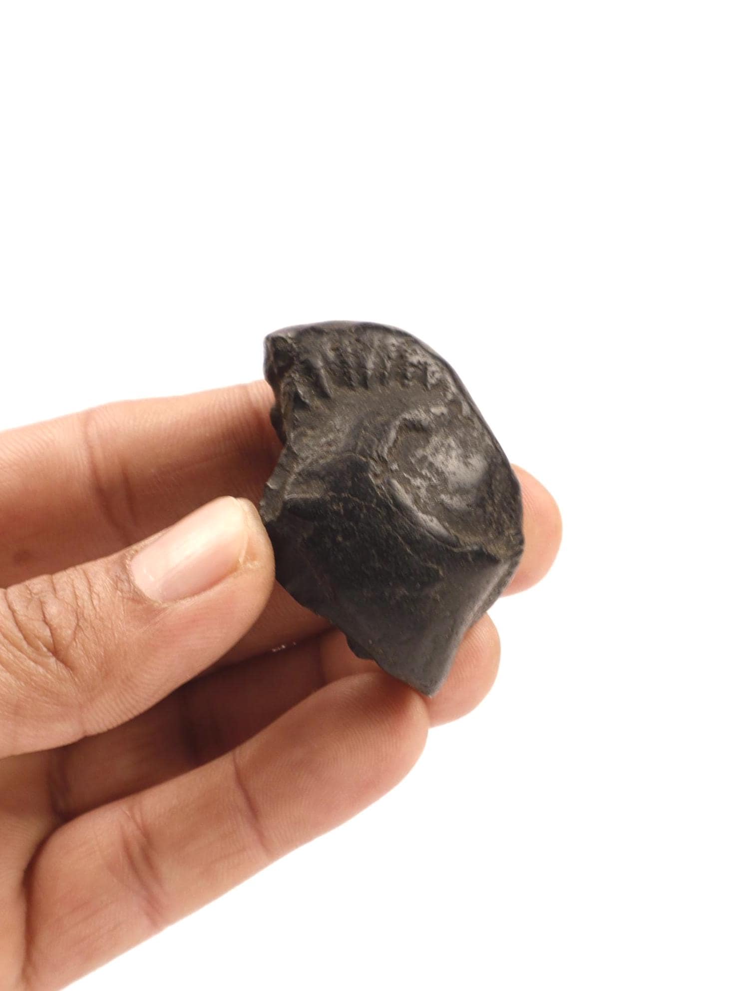 Ancient Shaligram Fossils, From the Land of Himalayas |