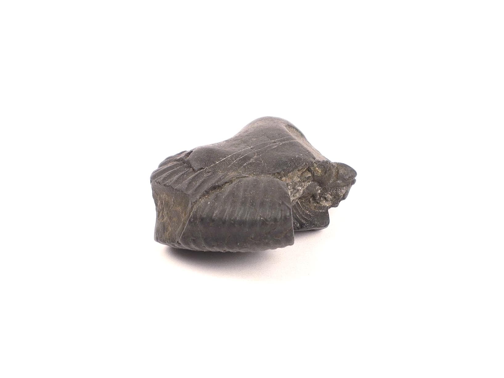 Divine Certified Shaligram Stone