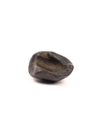 Eternal Shaligram, Sacred Ammonite Fossils ||
