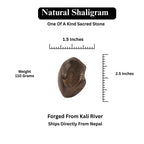 Eternal Shaligram, Sacred Ammonite Fossils ||