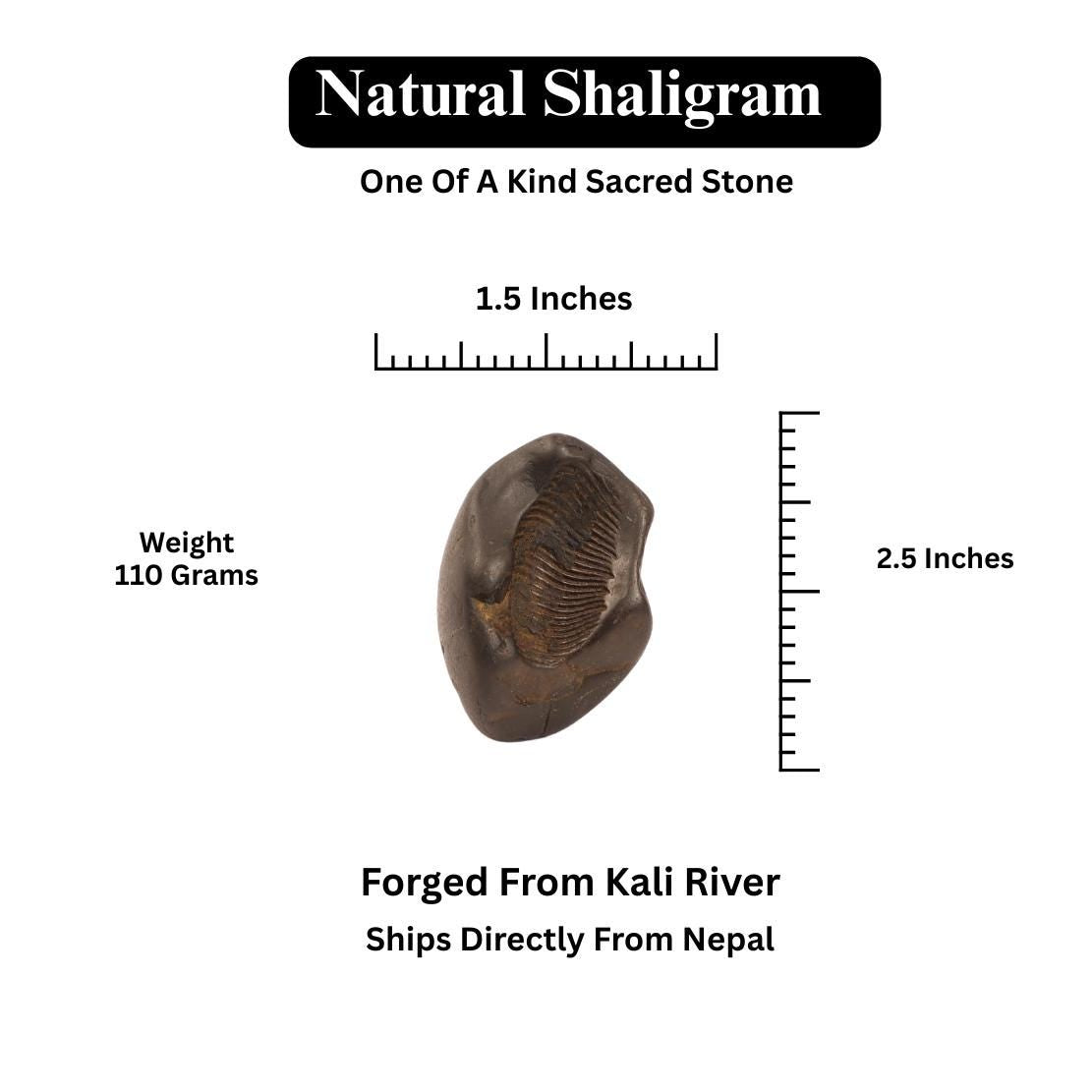 Eternal Shaligram, Sacred Ammonite Fossils ||