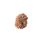 21 Mukhi Nepali Rudraksha Bead
