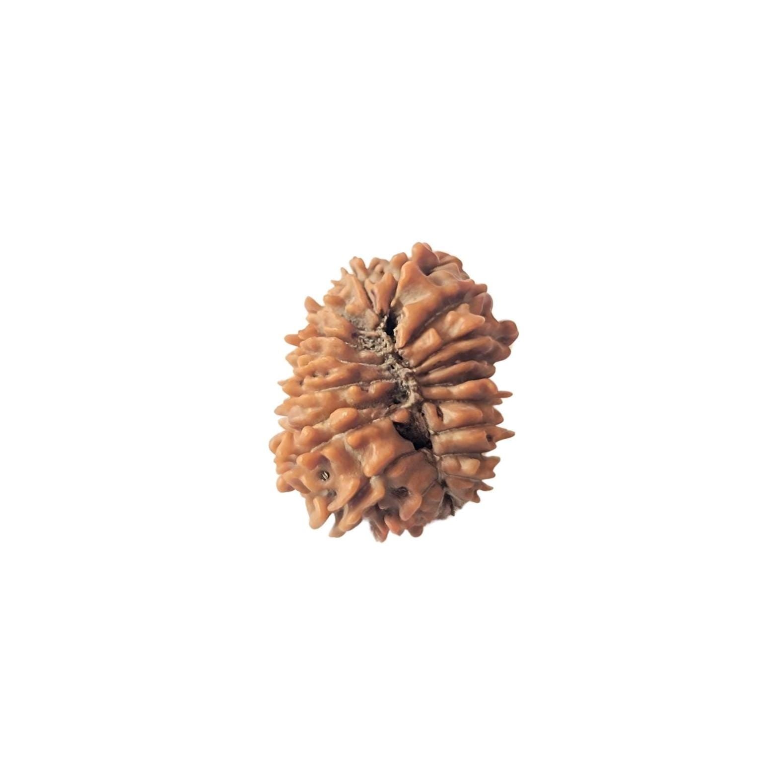 21 Mukhi Nepali Rudraksha Bead