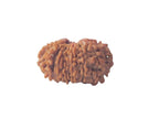 21 Mukhi Nepali Rudraksha Bead
