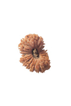 19 Faces Rudraksha Bead