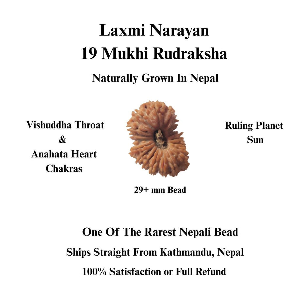 Extremely Rare 19 Mukhi Rudraksha From Nepal
