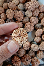 Ma Durga 9 Mukhi Rudraksha Mala, 54+1 Beads Made To Order