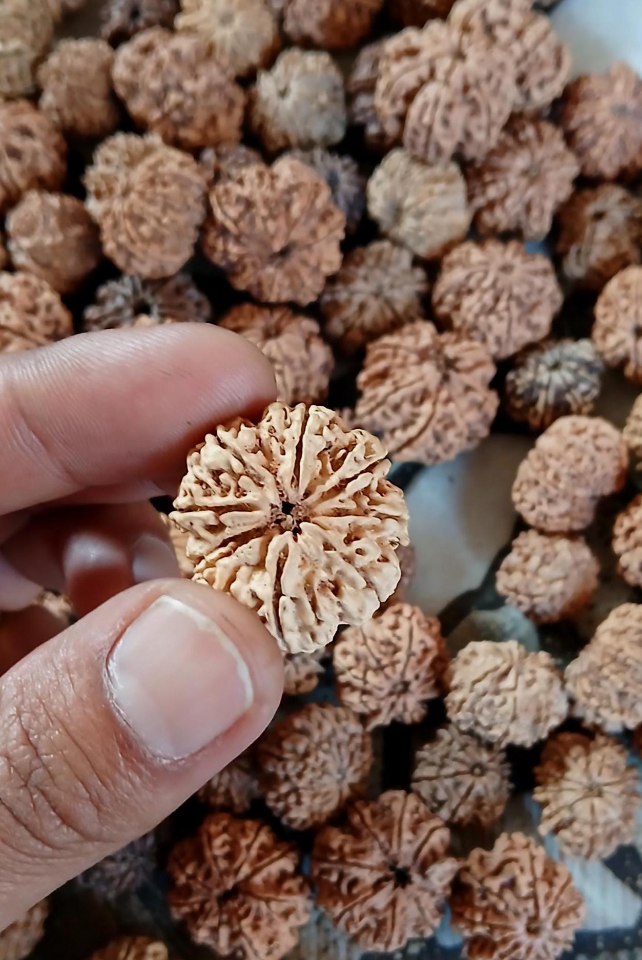 Ma Durga 9 Mukhi Rudraksha Mala, 54+1 Beads Made To Order