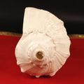 Giant Right Hand Conch Shell, Jal Arpan Argha Sankha