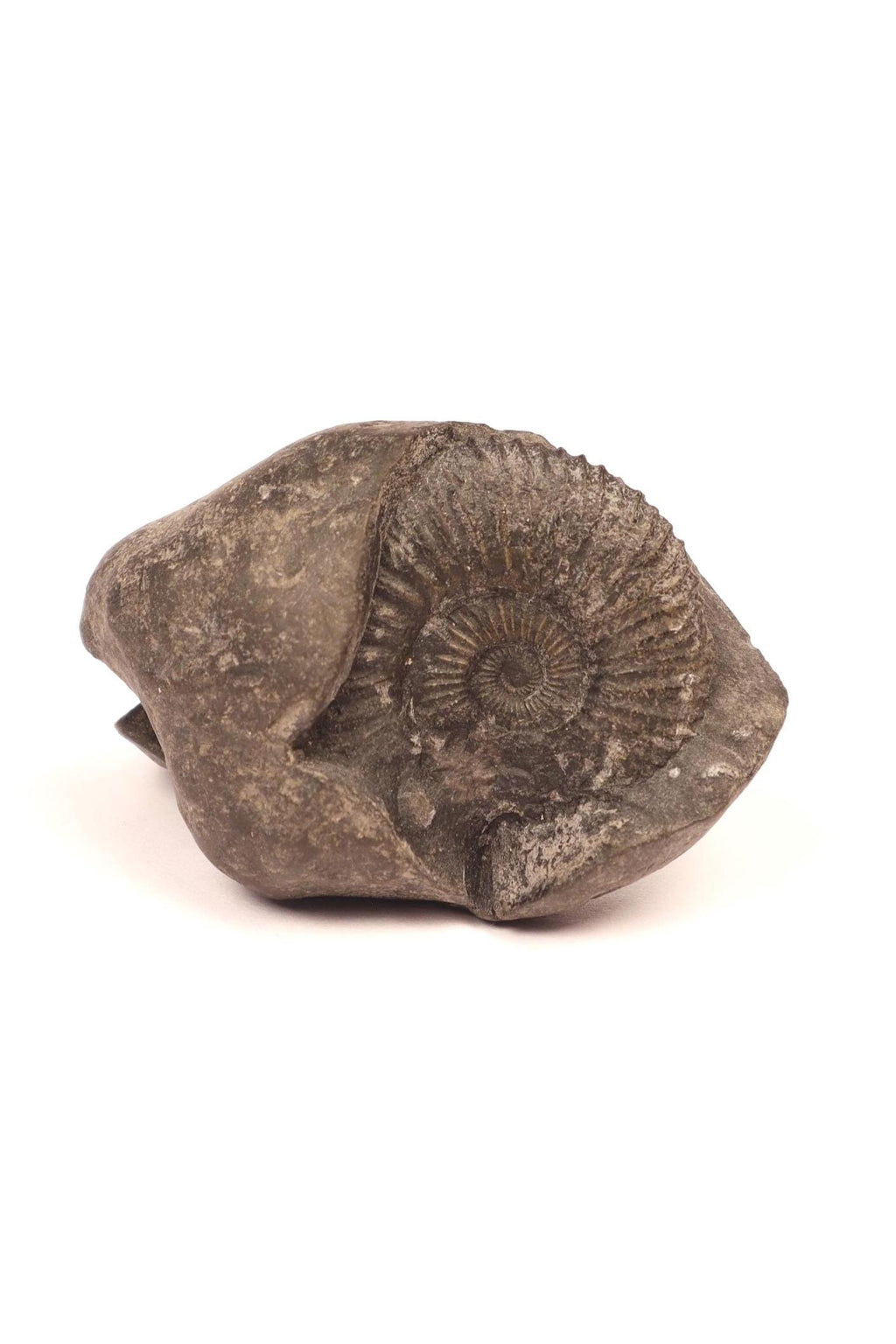 Laxmi Narayan Shaligram Stone - Good Luck, Prosperity, And Blessing Stone Straight From Kali Gandaki River Nepal