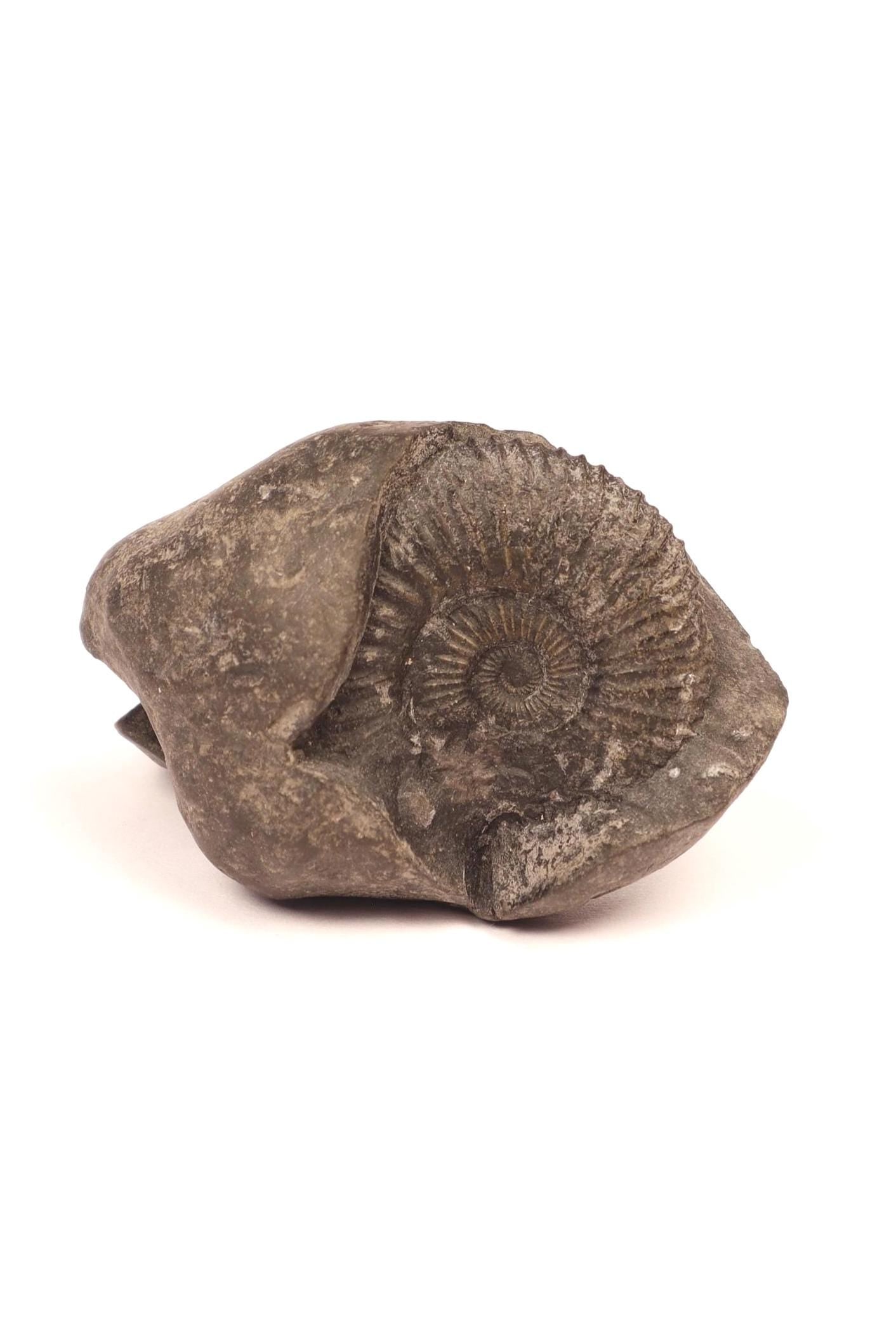 Laxmi Narayan Shaligram Stone - Good Luck, Prosperity, And Blessing Stone Straight From Kali Gandaki River Nepal