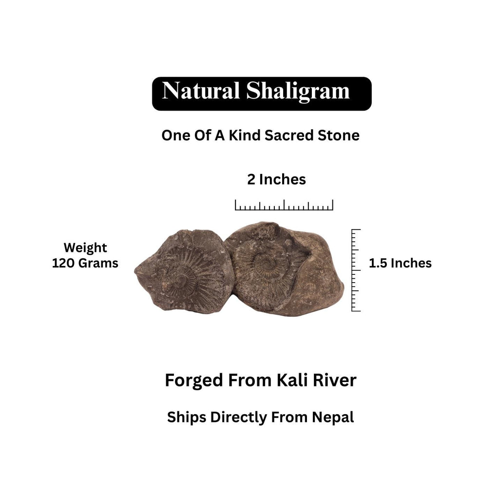 Laxmi Narayan Shaligram Stone - Good Luck, Prosperity, And Blessing Stone Straight From Kali Gandaki River Nepal
