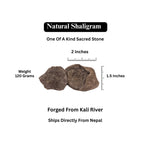 Laxmi Narayan Shaligram Stone - Good Luck, Prosperity, And Blessing Stone Straight From Kali Gandaki River Nepal