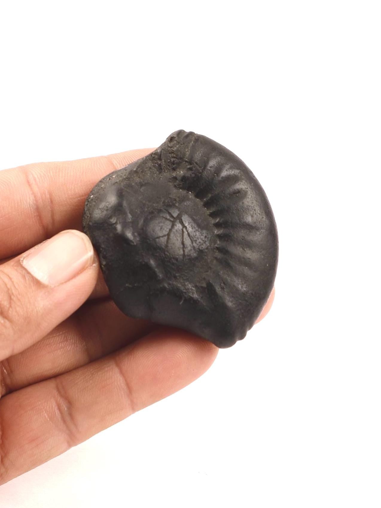 Nara-Simha Shaligram | Lion Head Shaligram represents Fearless Strength