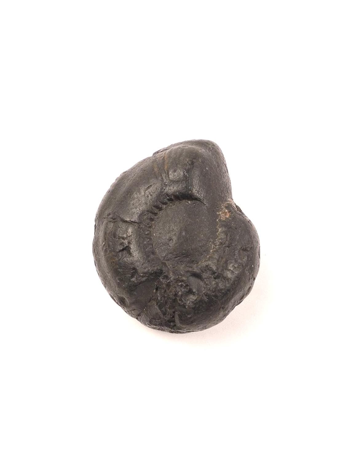 Krishna Sudarshana Chakra Shaligram, Premium Collector Quality Shaligrama From Nepal