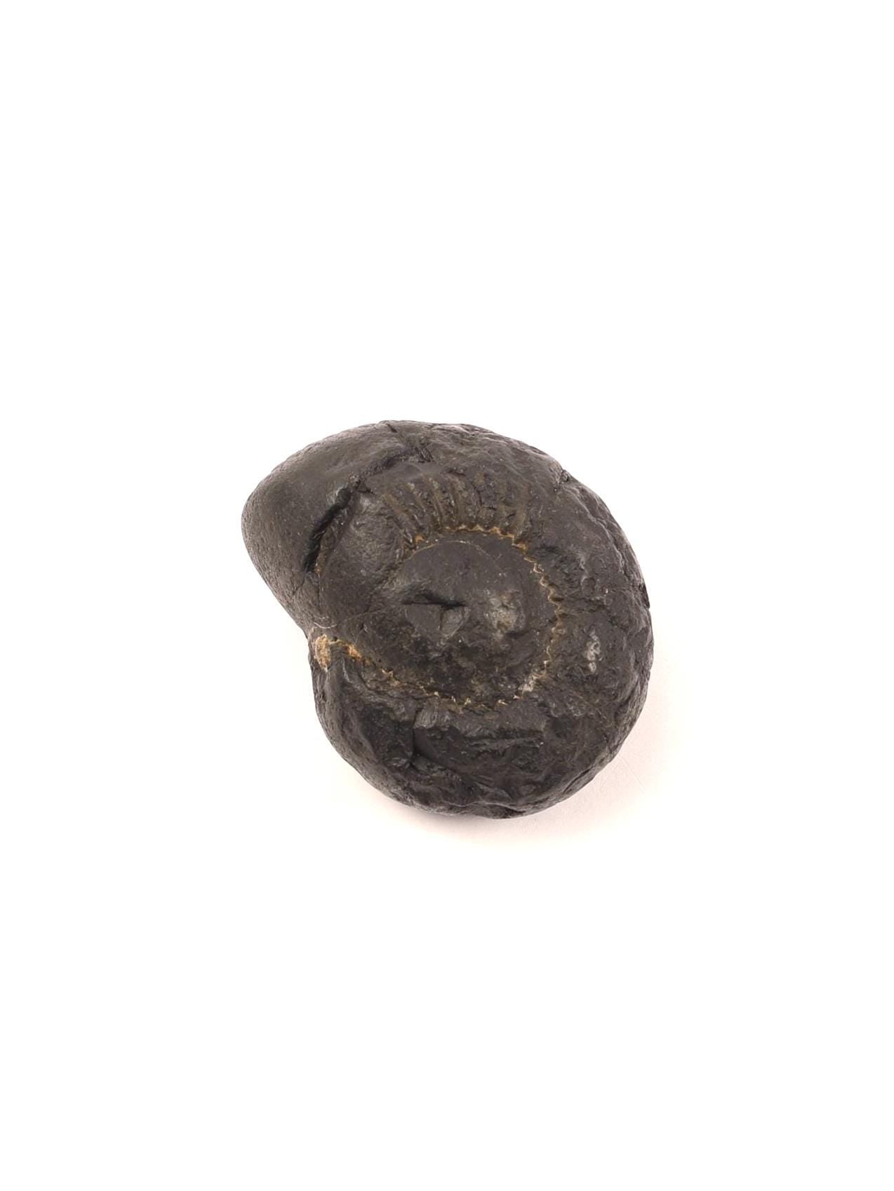 Krishna Sudarshana Chakra Shaligram, Premium Collector Quality Shaligrama From Nepal