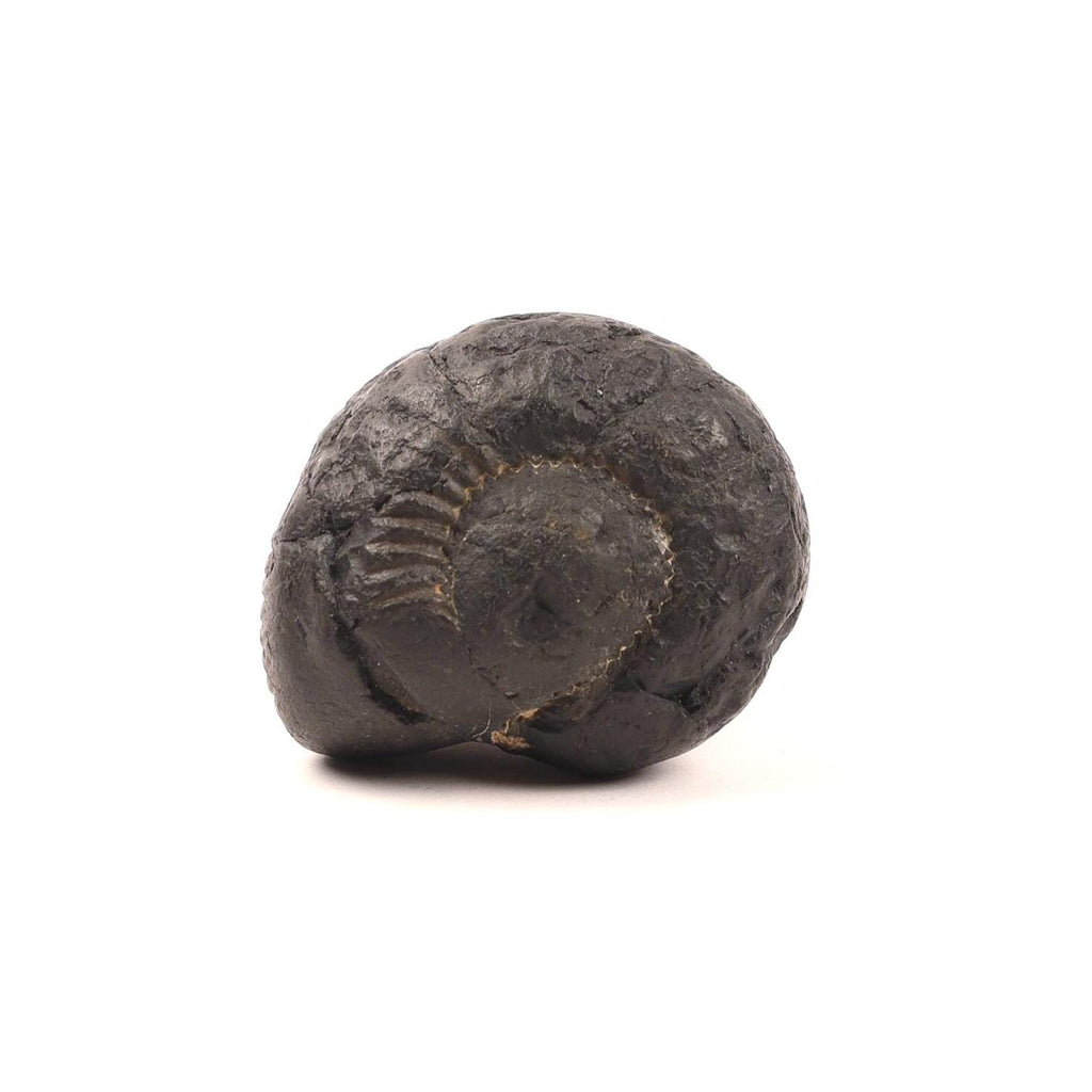 Krishna Sudarshana Chakra Shaligram, Premium Collector Quality Shaligrama From Nepal
