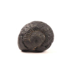 Krishna Sudarshana Chakra Shaligram, Premium Collector Quality Shaligrama From Nepal