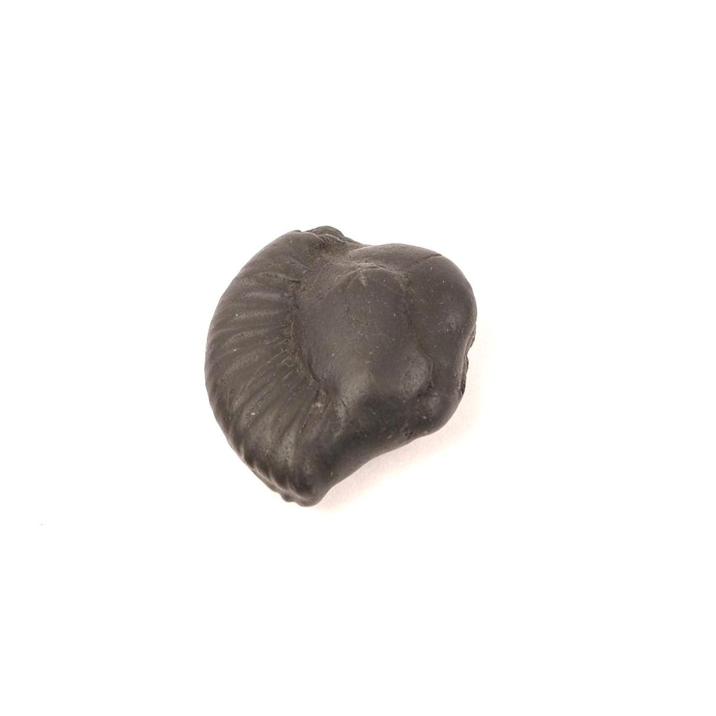 Nara-Simha Shaligram | Lion Head Shaligram represents Fearless Strength