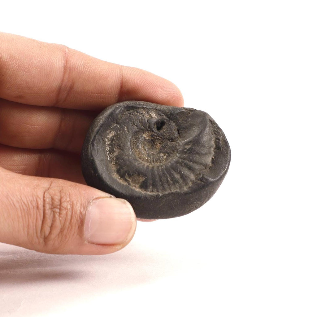 Kala Chakra Shaligram - Natural Formation Ammonite Fossil