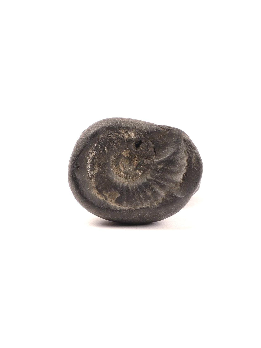 Kala Chakra Shaligram - Natural Formation Ammonite Fossil