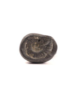 Kala Chakra Shaligram - Natural Formation Ammonite Fossil