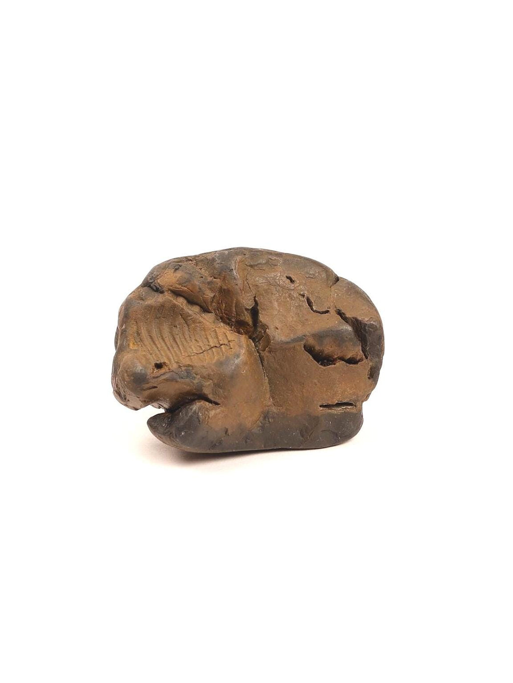 Red Golden Shaligram, Sacred Fossil From Kali Gandaki Nepal, Free Gifts Included