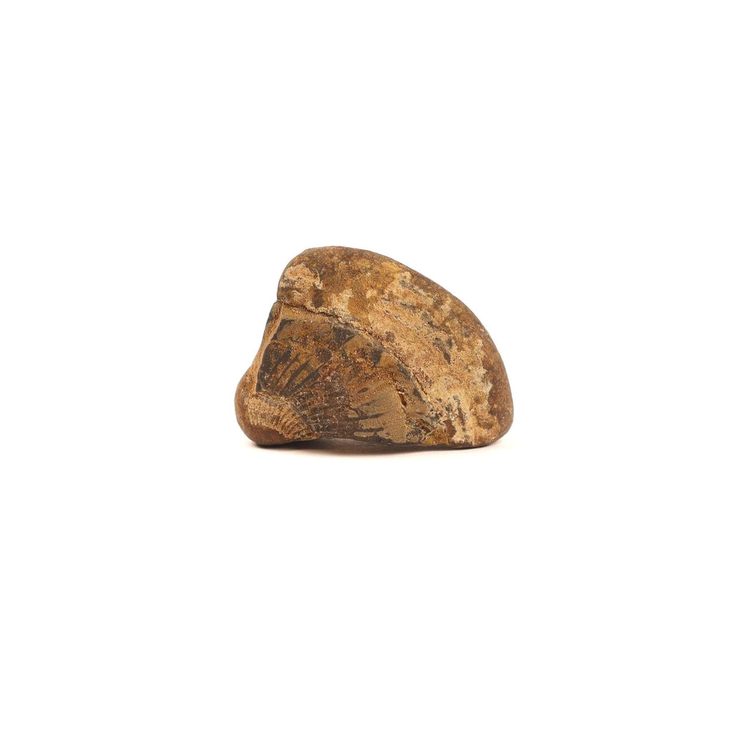 Certified Earth Toned Golden Shaligram