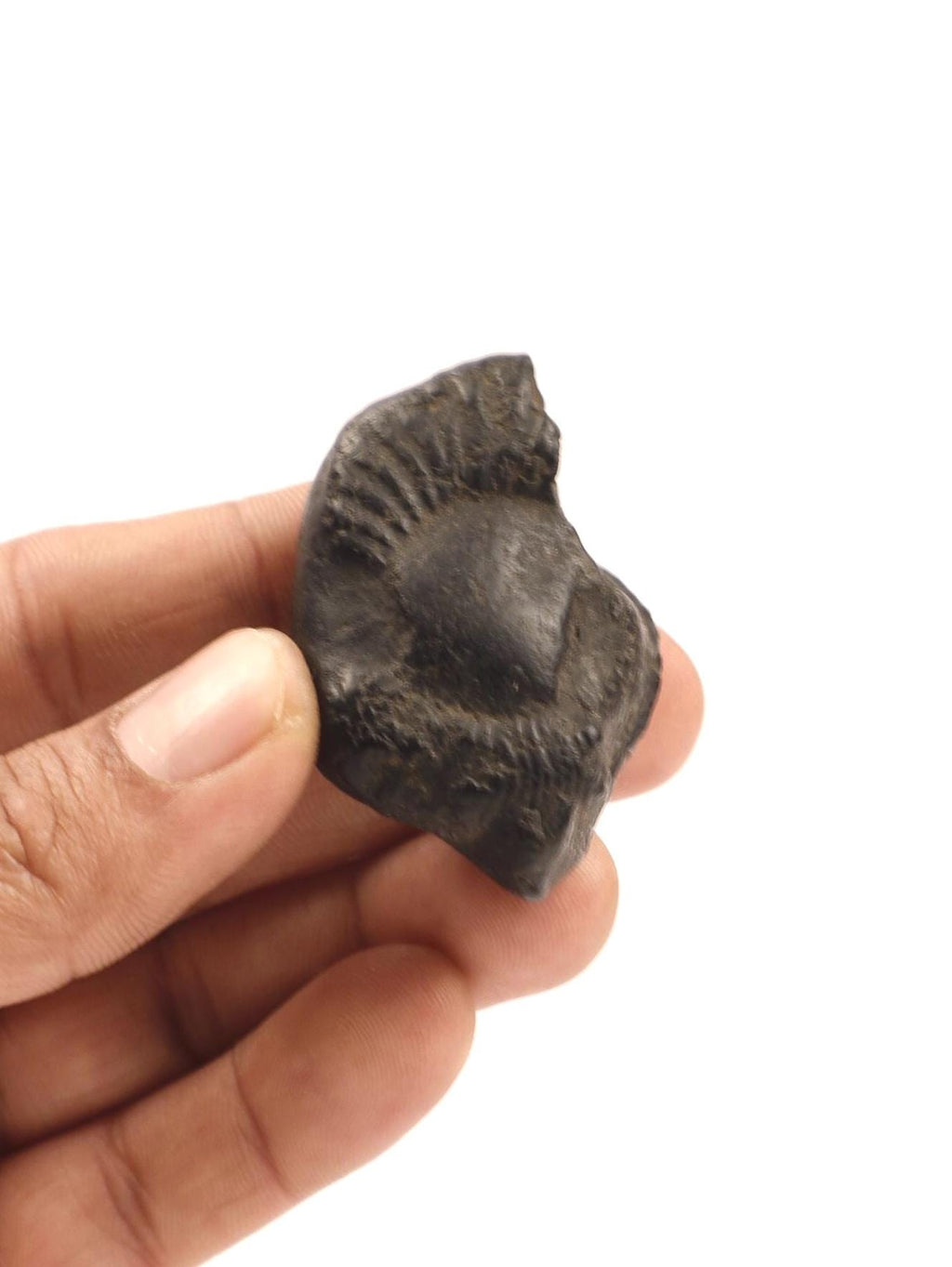 Ancient Shaligram Fossils, From the Land of Himalayas |