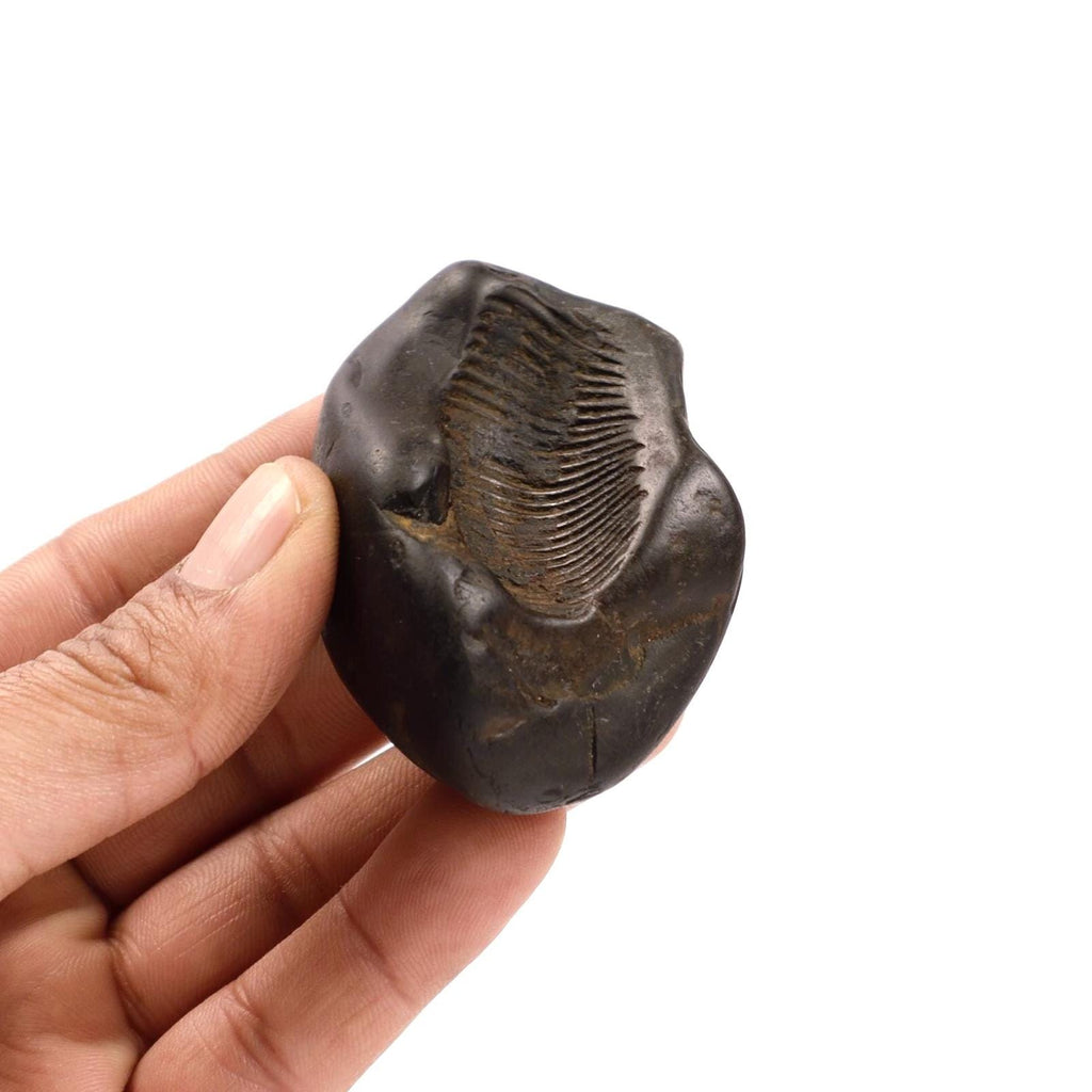 Eternal Shaligram, Sacred Ammonite Fossils ||